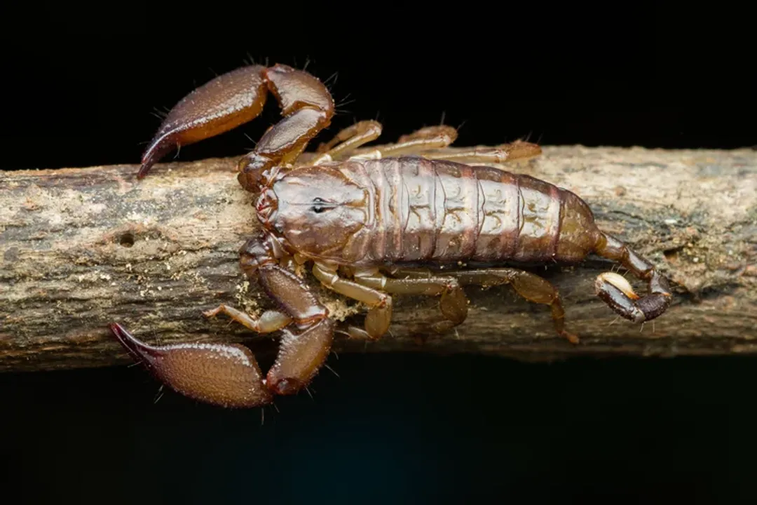 Where is the best place to find scorpions?, Natural Shelters