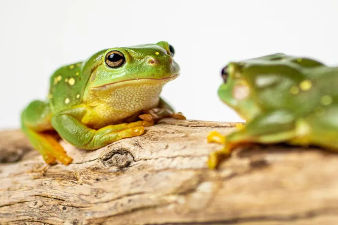 Where is the best place to put a tree frog?