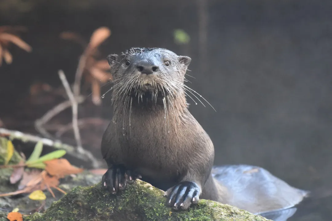 Where is the best place to see river otters?