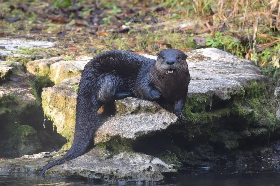 Where is the best place to see river otters?, Otter Basics