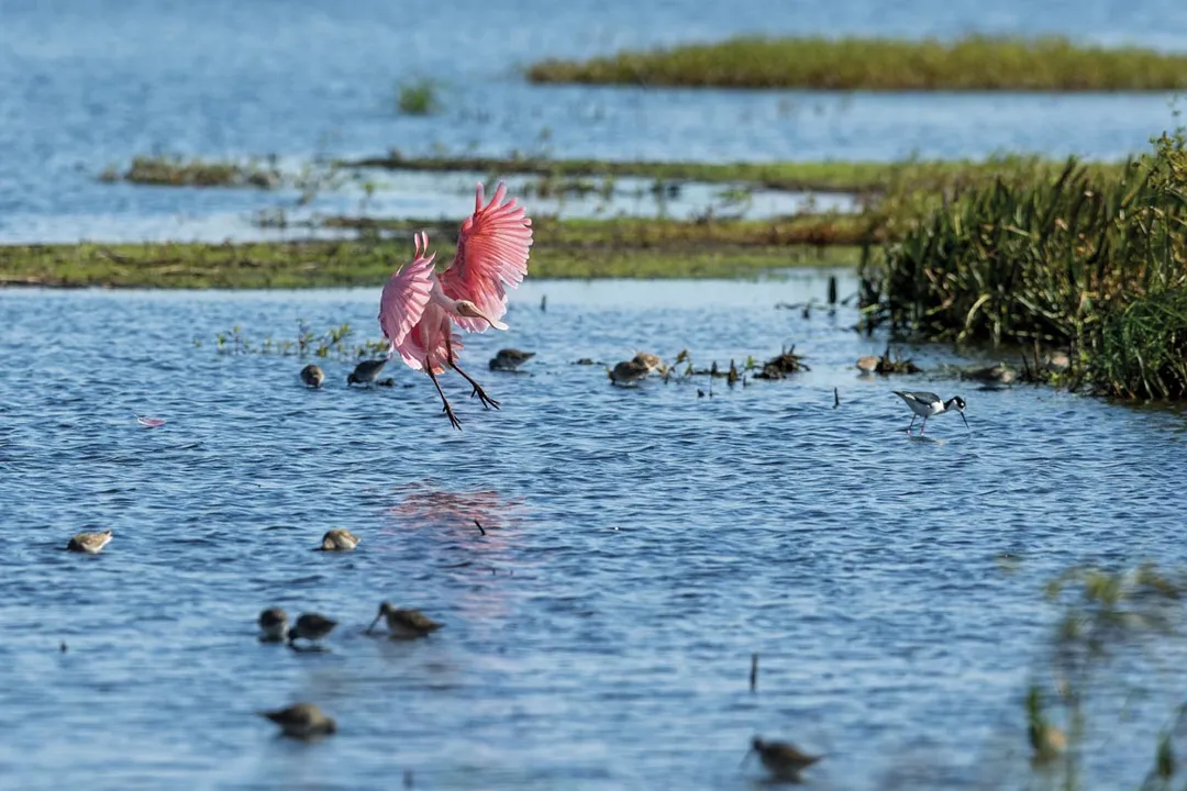 Where is the best place to see roseate spoonbills?, Texas Coast