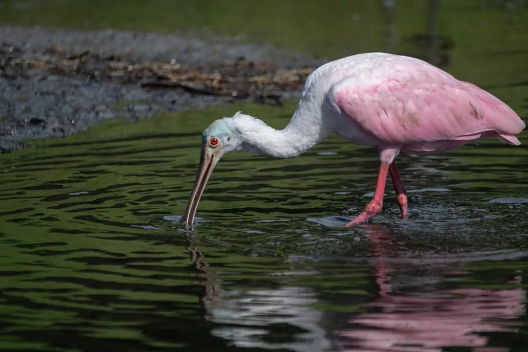 Where is the best place to see roseate spoonbills?