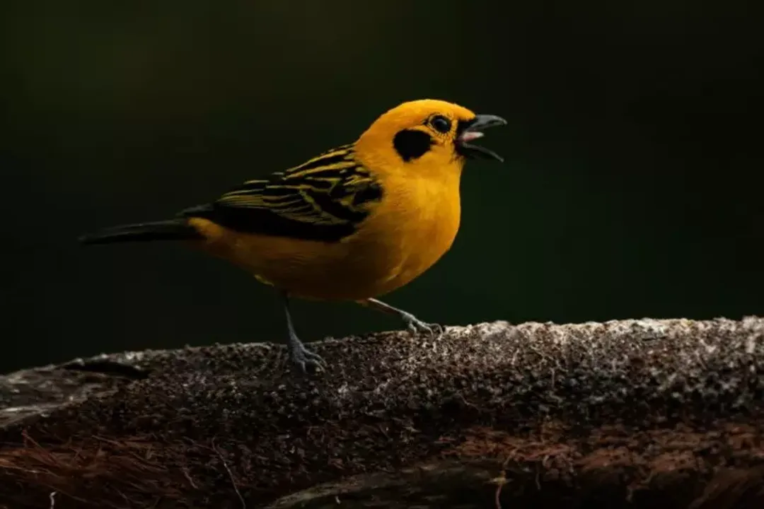 Where is the golden tanager native to?, Elevation Preference
