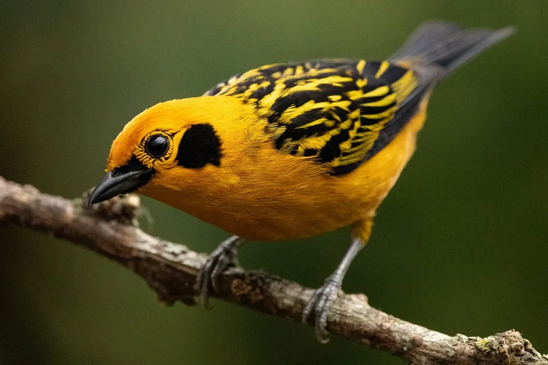 Where is the golden tanager native to?