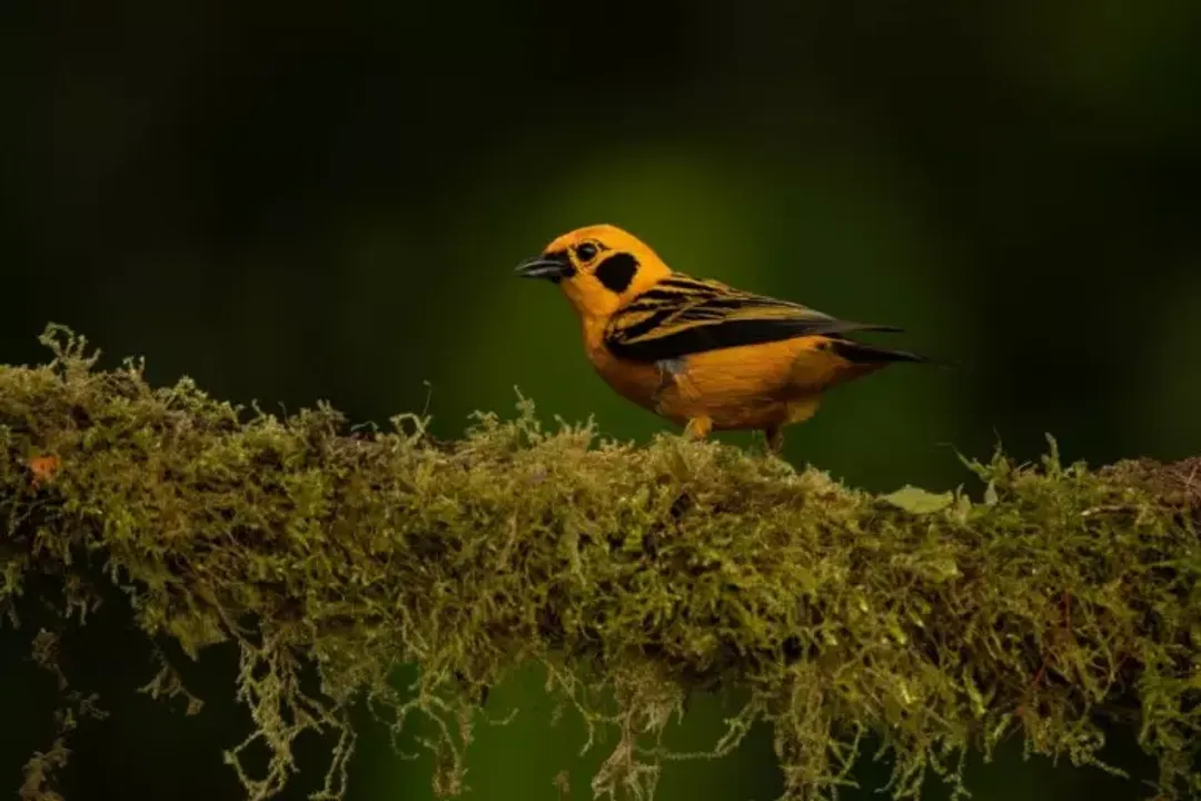 Where is the golden tanager native to?, South American Corridor