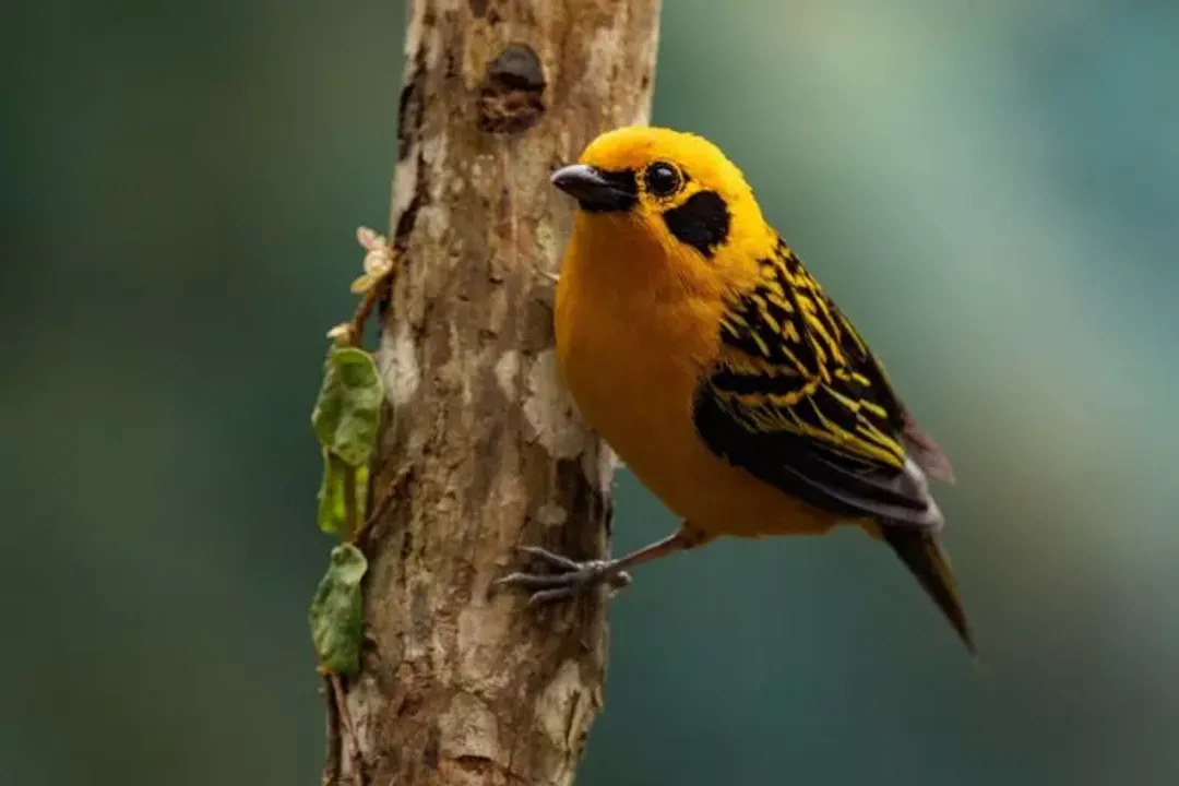Where is the golden tanager native to?, Species Status