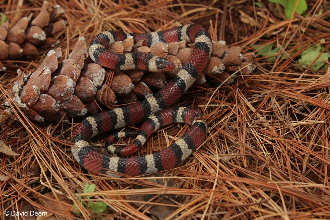 Which animal is best adapted to mimic the coral snake?, Aposematic Coloration