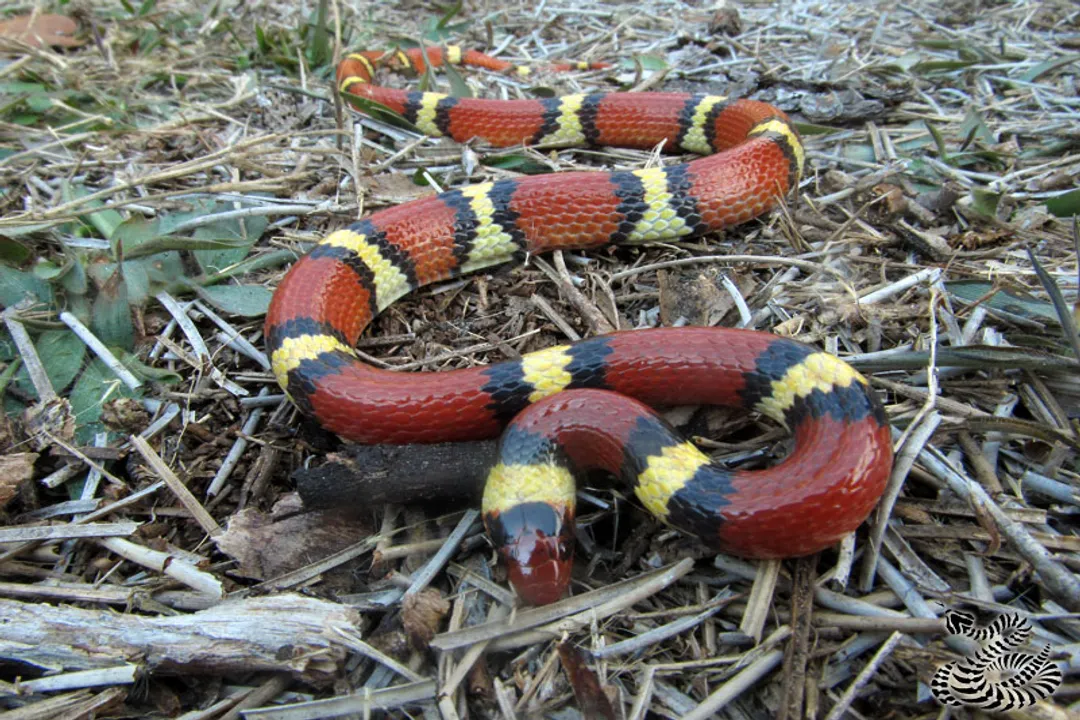 Which animal is best adapted to mimic the coral snake?