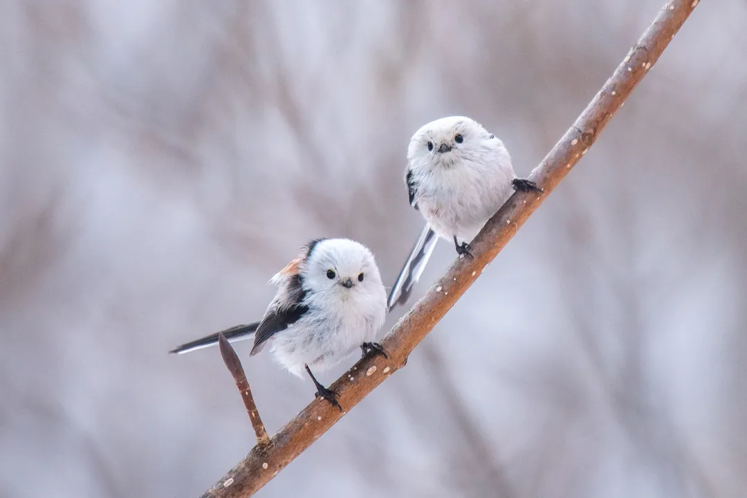 Which bird is only found in Japan?, National Bird