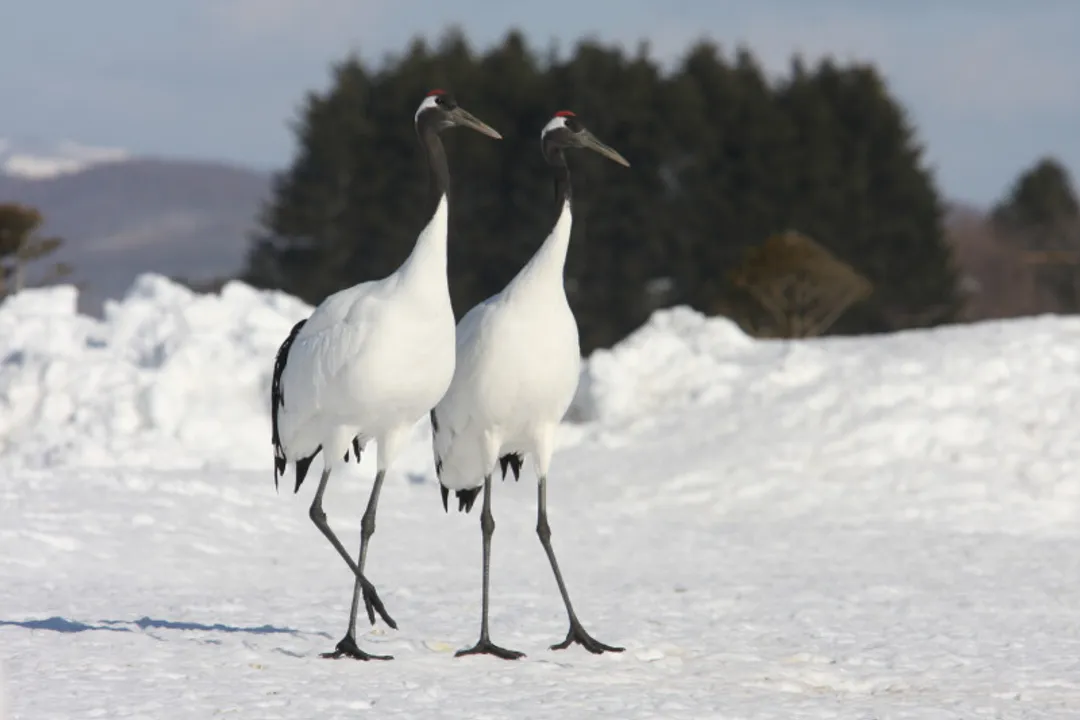 Which bird is only found in Japan?, Island Evolution