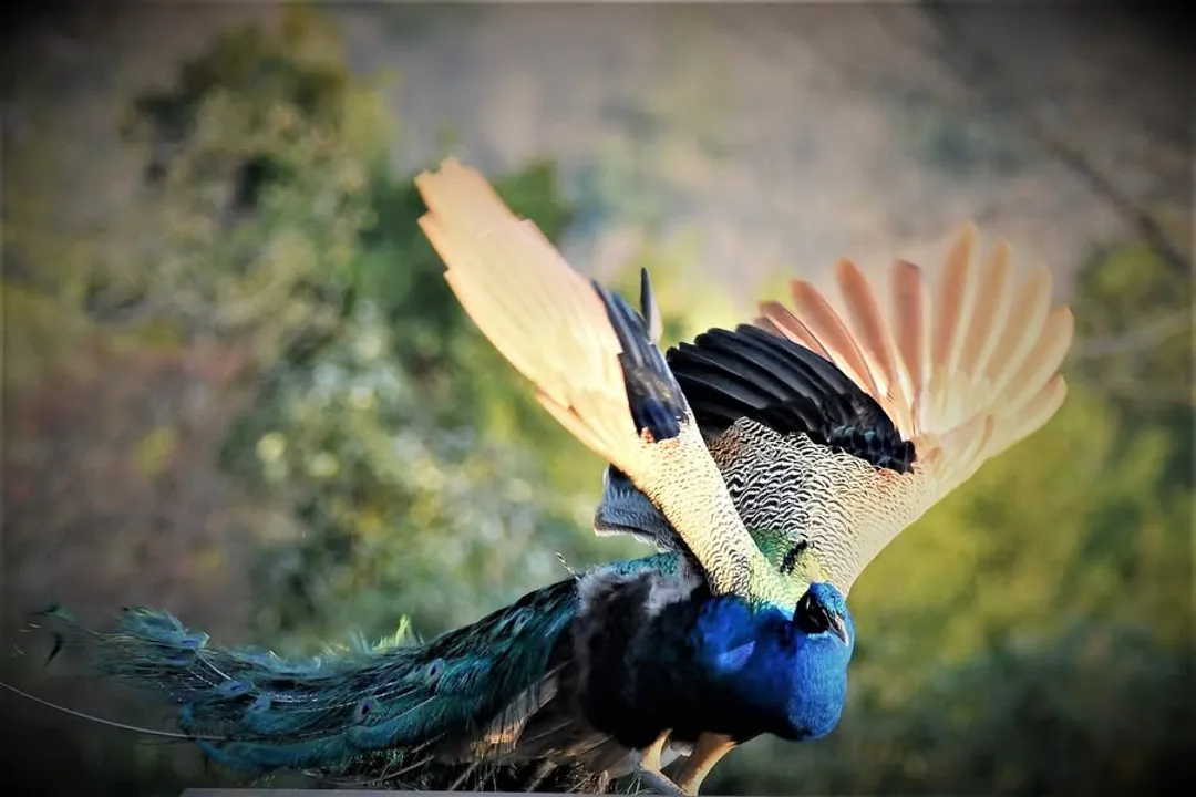 Which bird is only found in Japan?