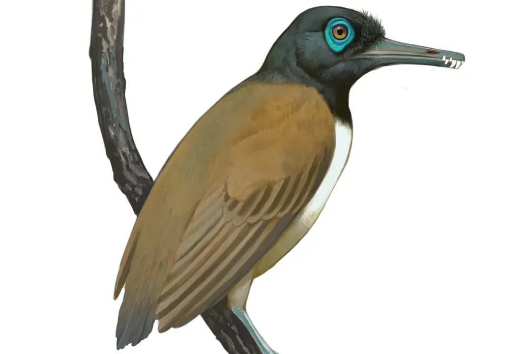 Which prehistoric birds had teeth?