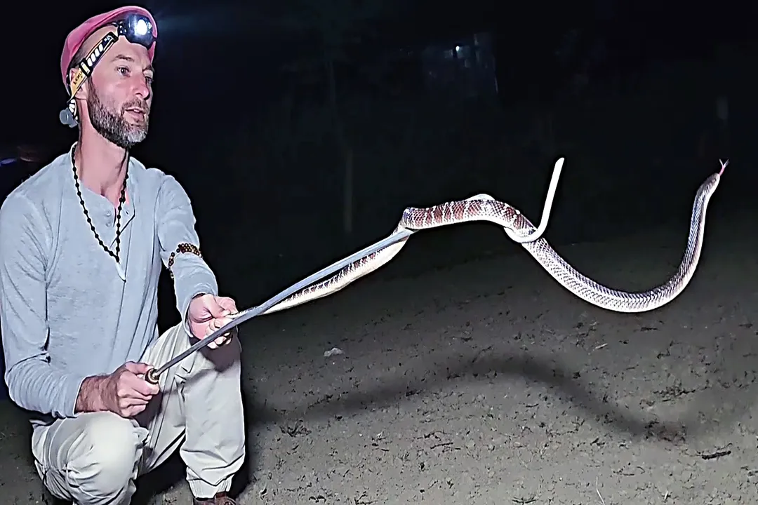 Which snake is the silent killer?