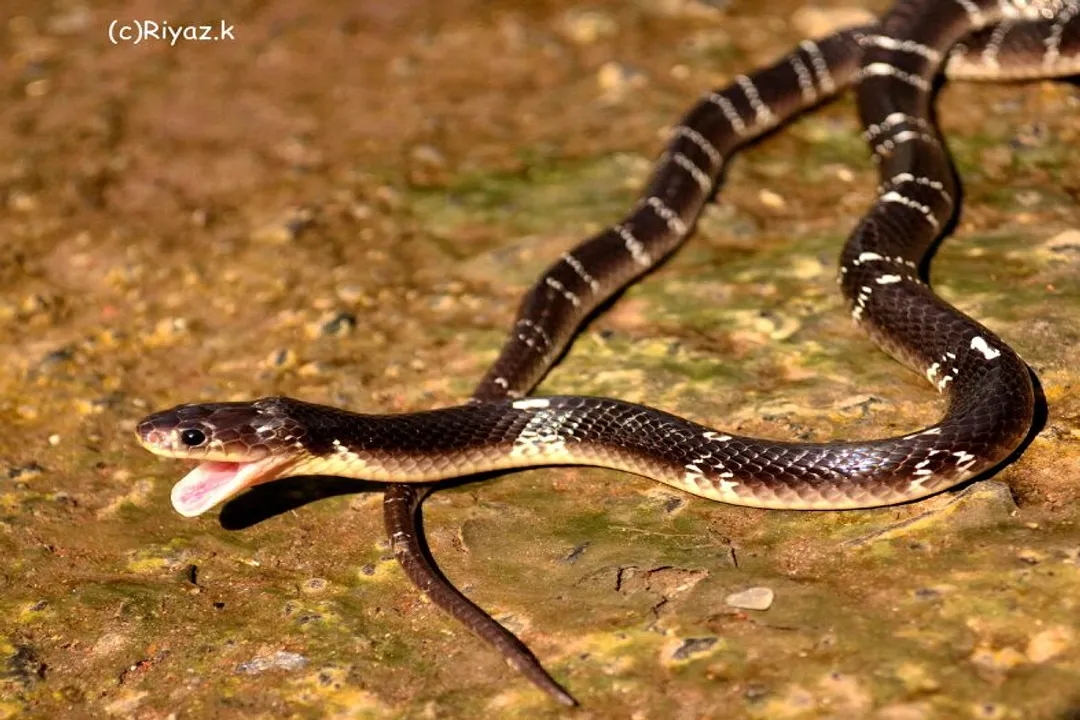 Which snake is the silent killer?, Physical Traits