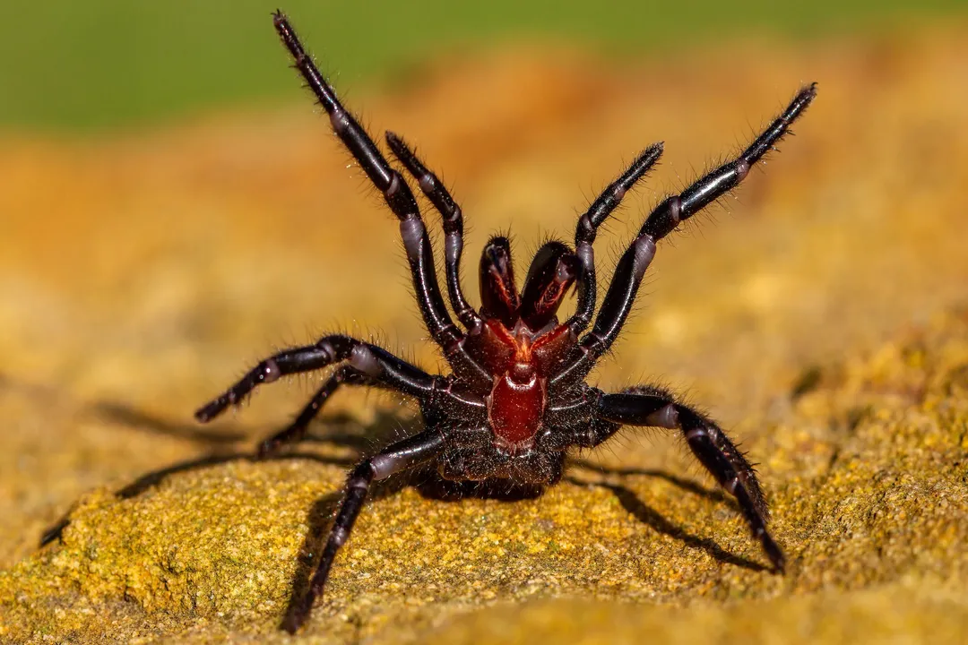Which spider venom kills the fastest?