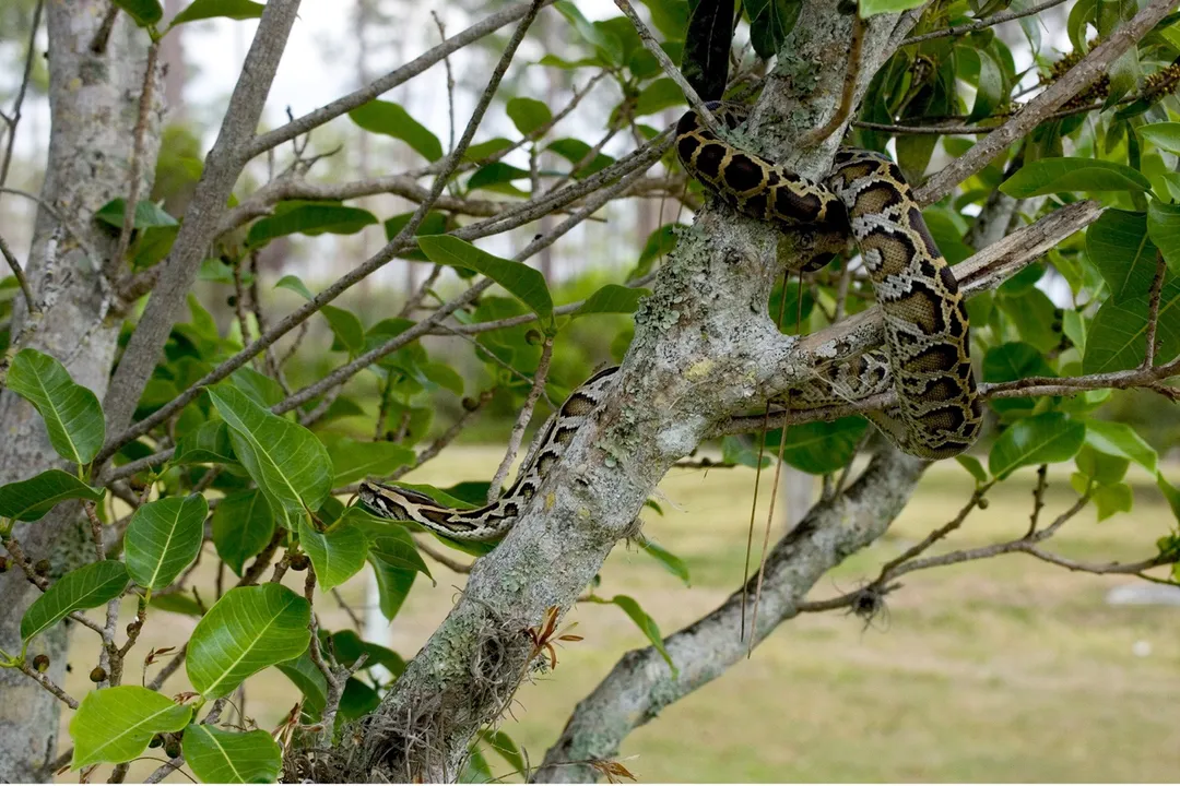 What major ecological consequence has been observed in areas like Everglades National Park due to python presence?