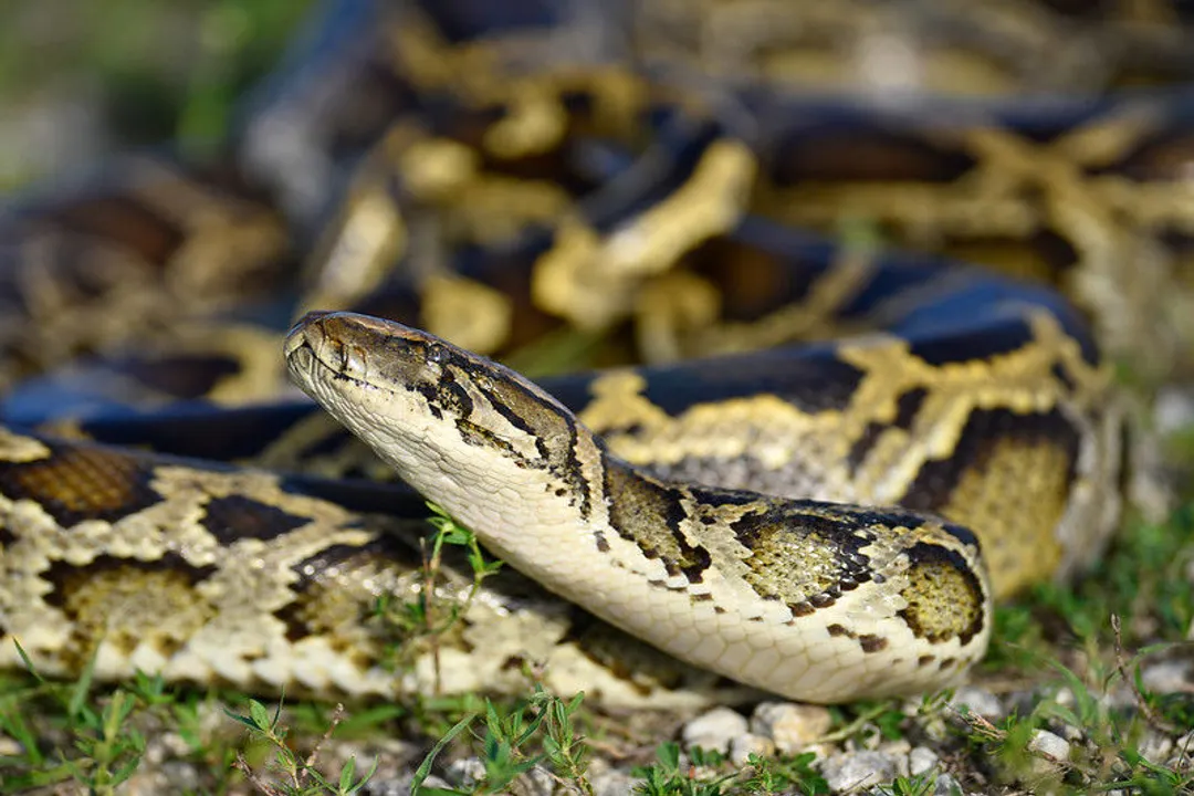 Which US states have pythons?, Species Identification