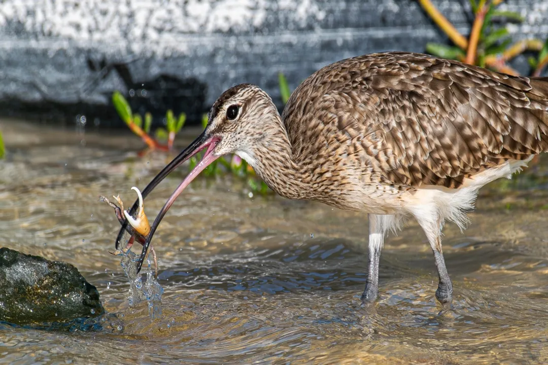 Whimbrel Facts, World Travel
