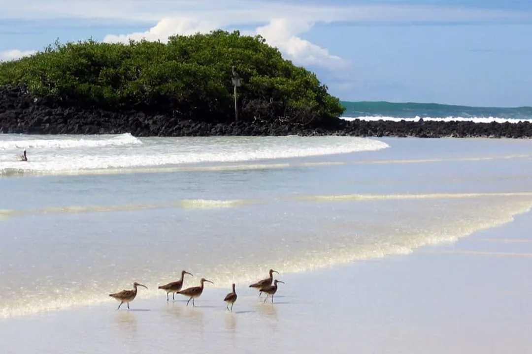 Whimbrel Physical Characteristics