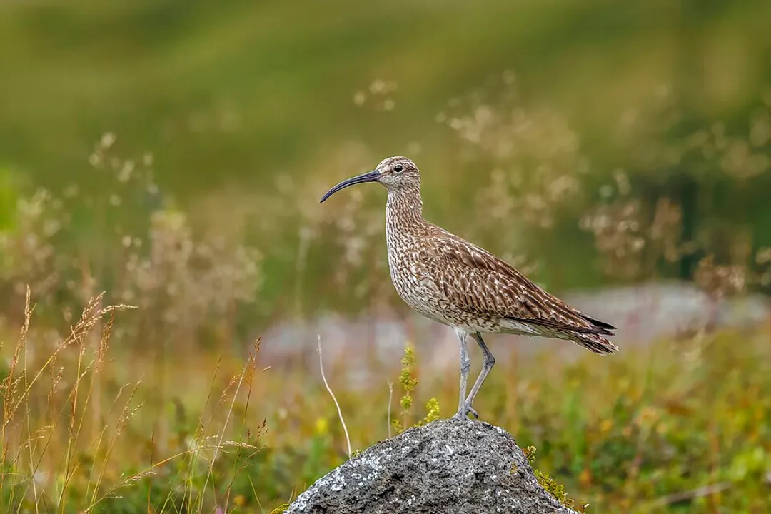 Whimbrel Scientific Classification, Genus Identity