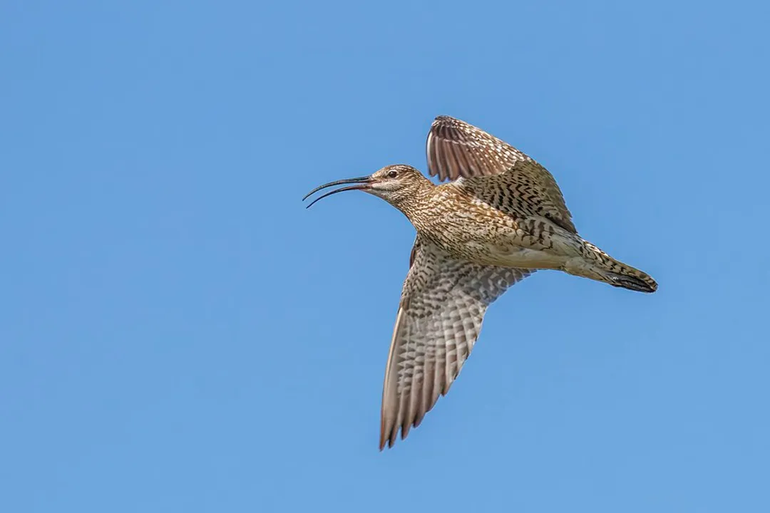 Whimbrel Scientific Classification, Order Family