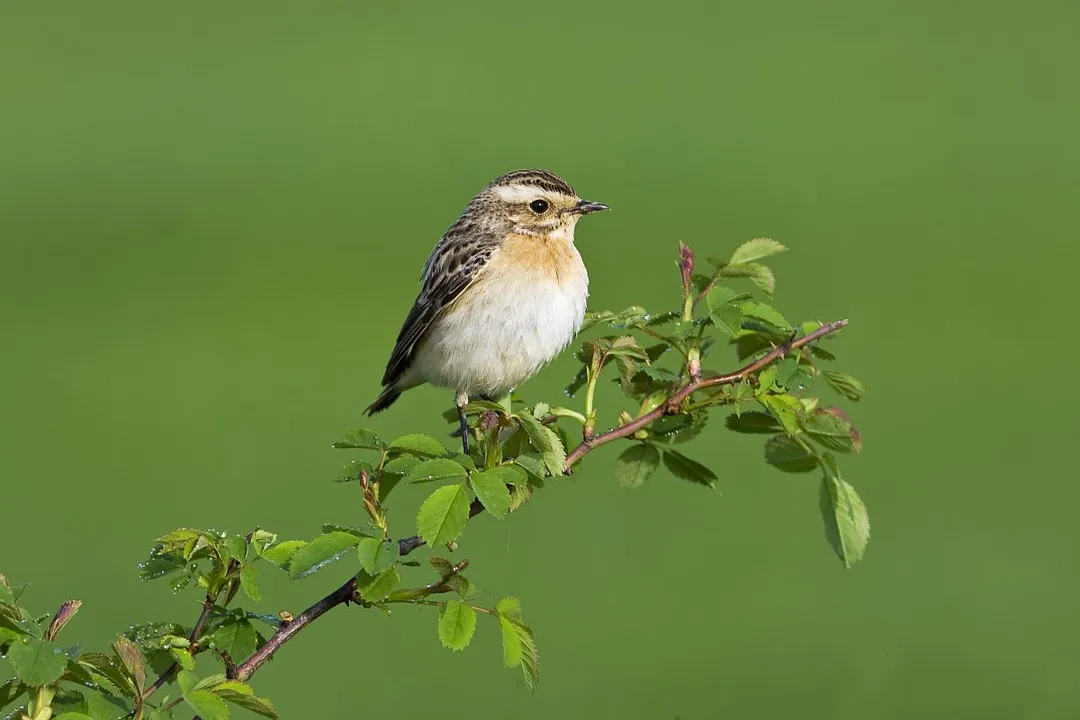 Whinchat Diet