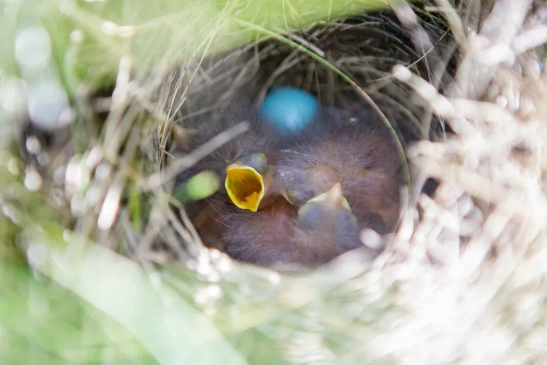 Whinchat Evolution, Reproductive Cycles