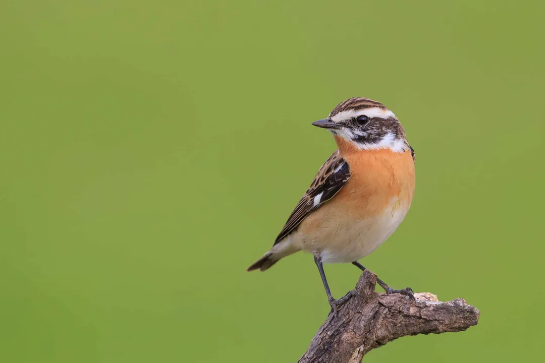 Whinchat Facts, Range