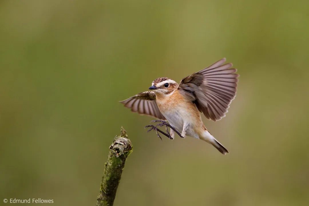 Whinchat Facts, Habitat