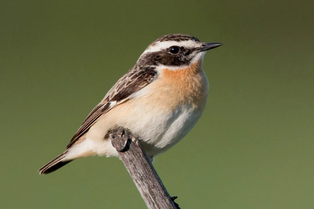 Whinchat Locations, Winter Quarters