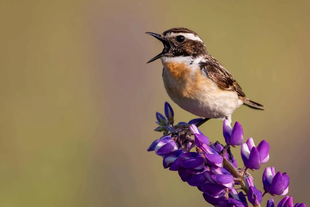 Whinchat Locations, Breeding Grounds