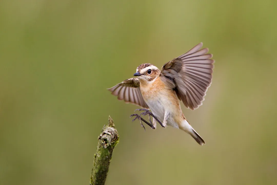 Whinchat Physical Characteristics, Female Differences