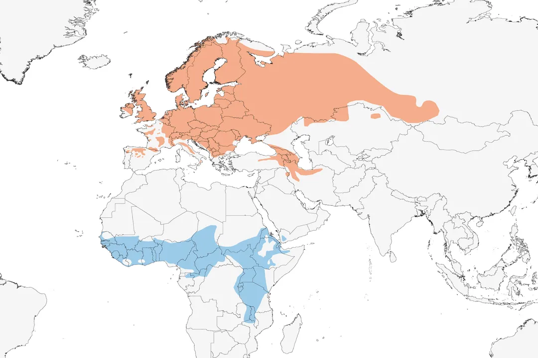 Whinchat Scientific Classification, Kingdom Animalia