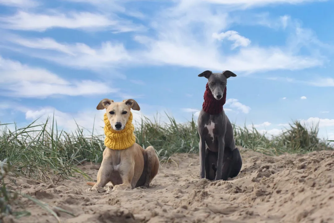 Whippet Diet, Young Growth