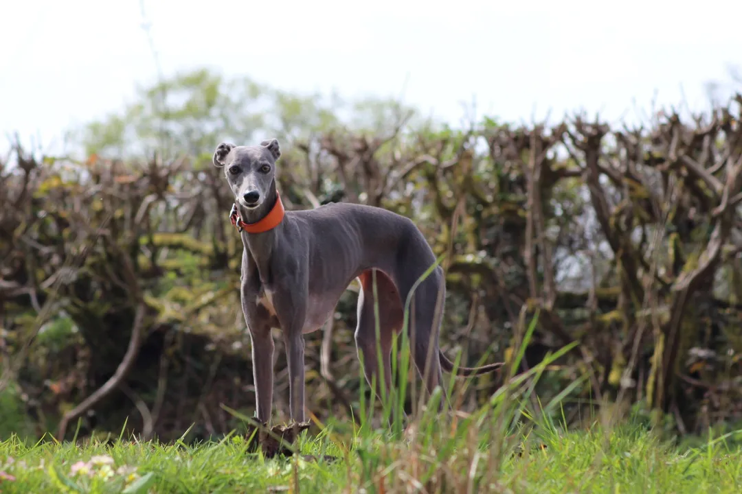 Whippet Diet, Metabolic Rate