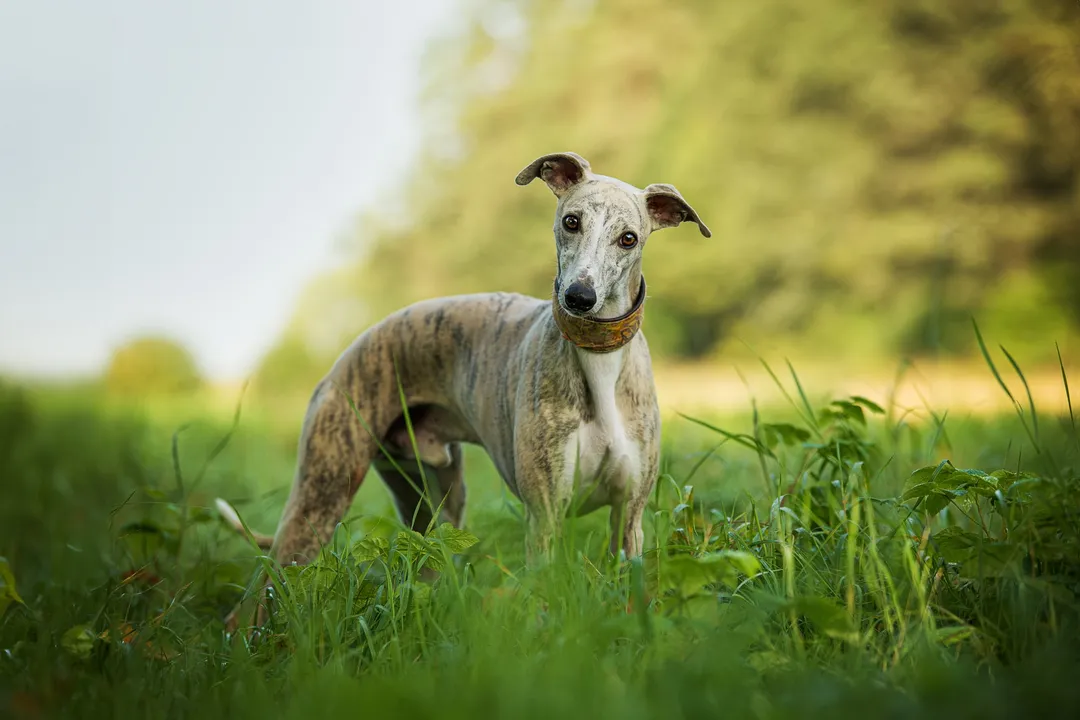 Whippet Diet, Diet Types