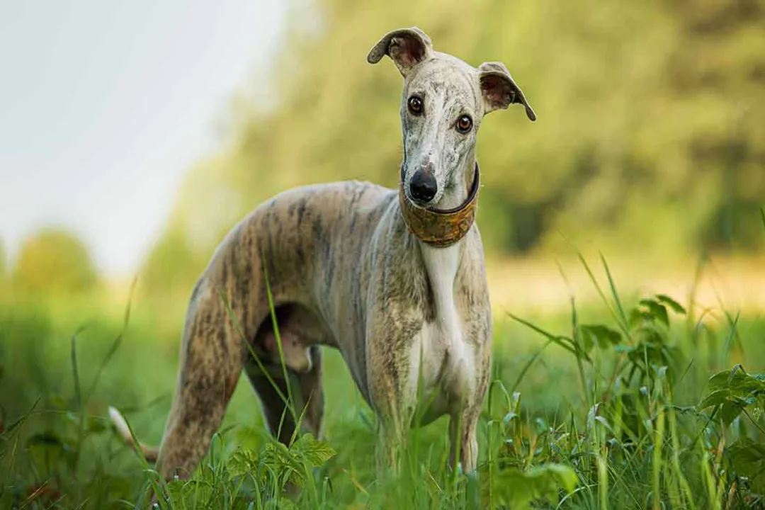 Whippet Facts, Indoor Manners
