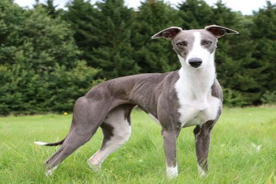 Whippet Facts, Defining Appearance