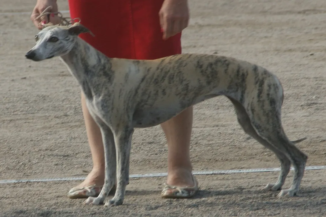 Whippet Physical Characteristics, Sleek Silhouette