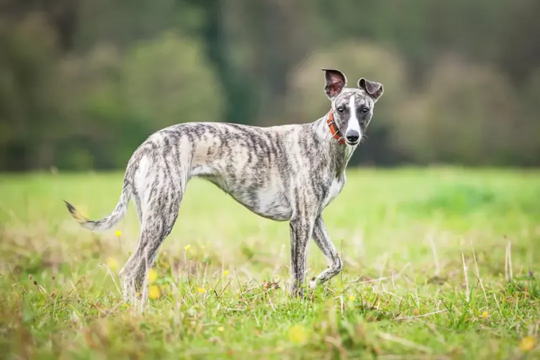 Whippet Physical Characteristics