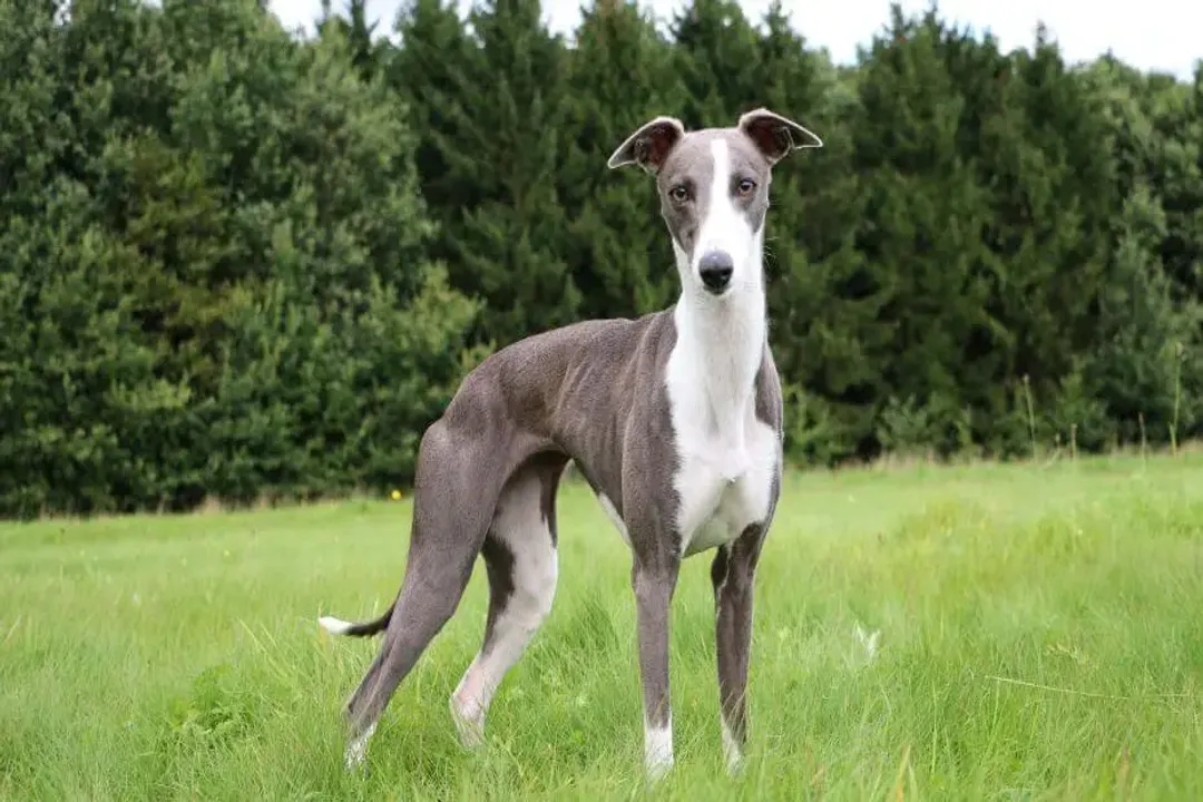 Whippet Physical Characteristics, Refined Head