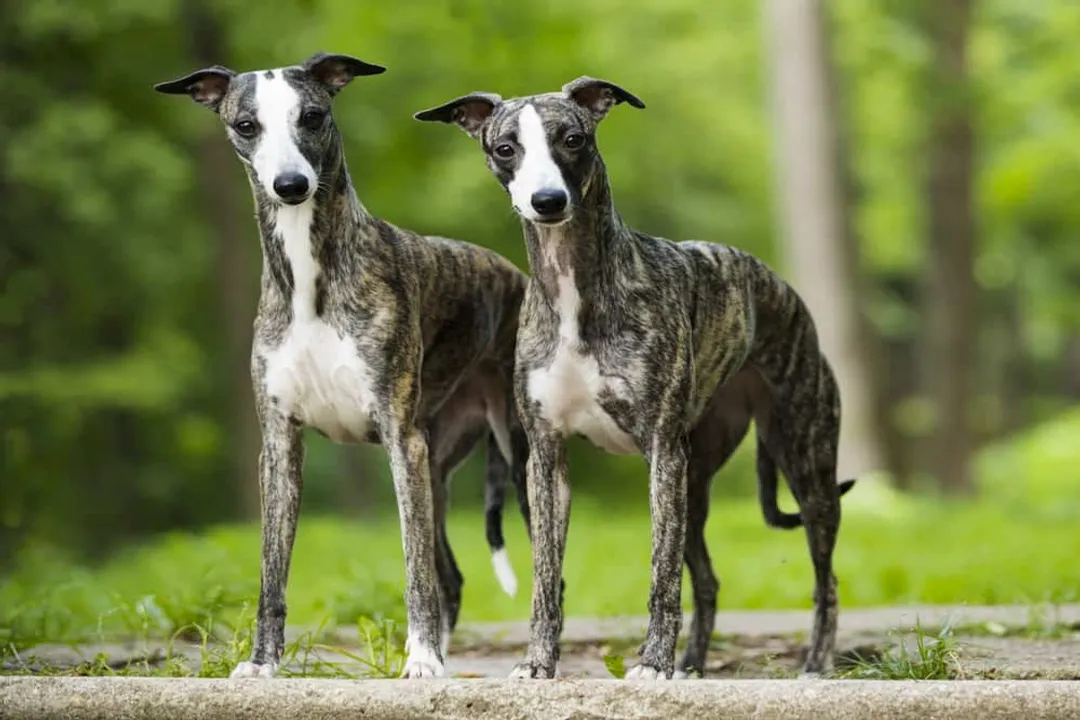 Whippet Scientific Classification, Order Carnivora