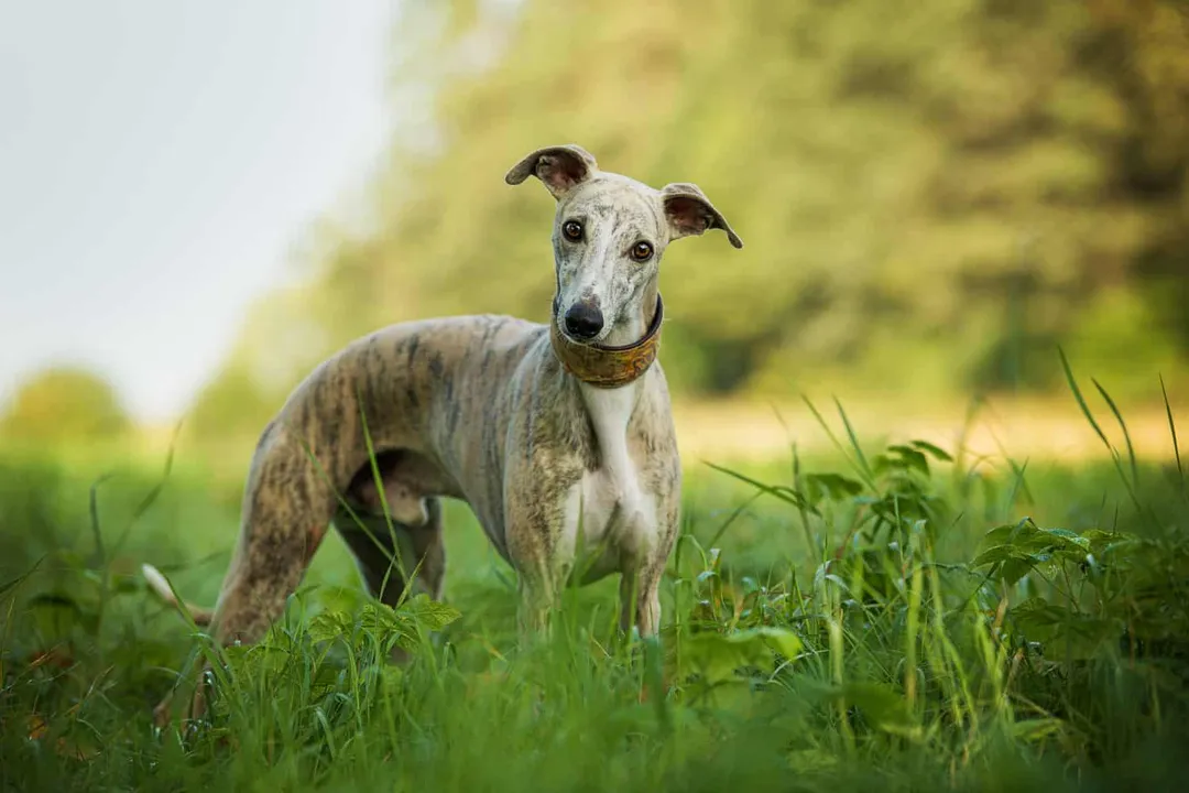Whippet Scientific Classification
