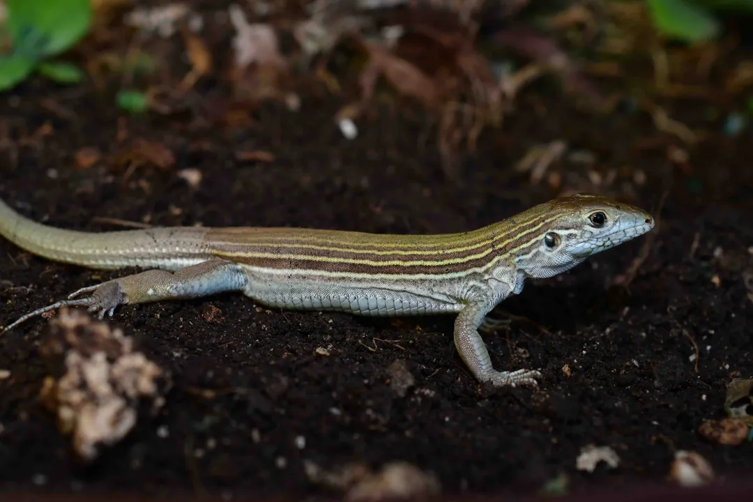 What process founded the parthenogenetic lineages of *Aspidoscelis*?