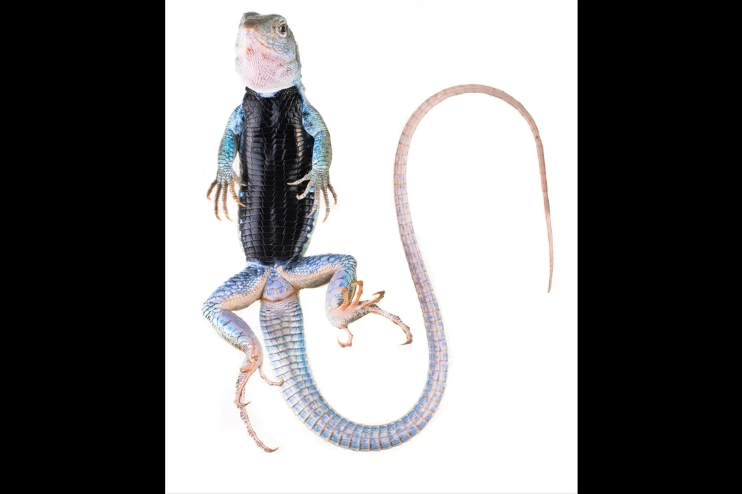 Whiptail Lizard Evolution, Hybrid Origins