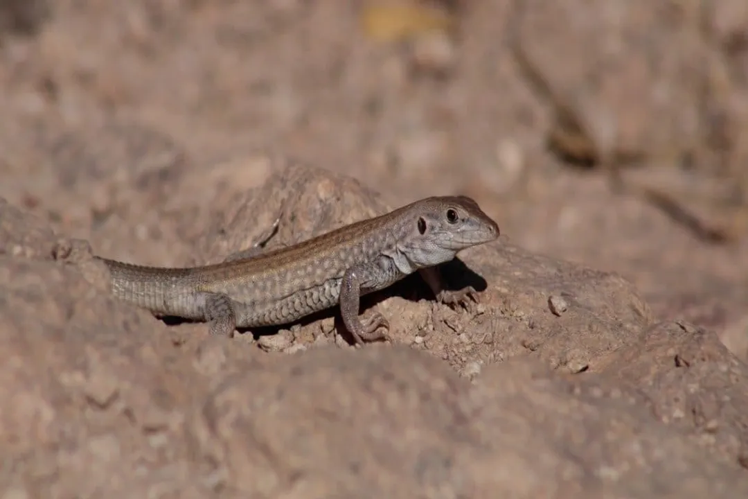 Whiptail Lizard Facts, Genus Splits