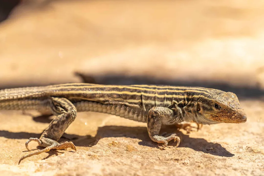 Whiptail Lizard Locations, Species Mapping