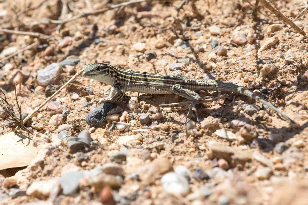 Whiptail Lizard Locations, Western Territory