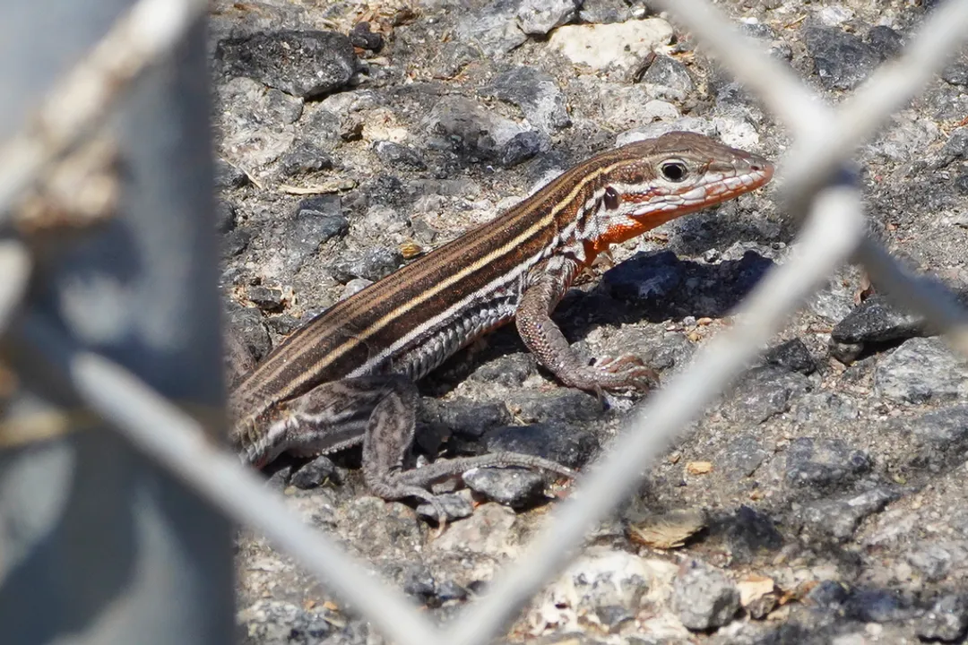 Whiptail Lizard Locations, California Sightings