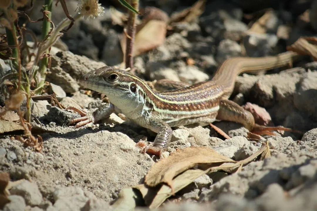 Whiptail Lizard Locations, Arizona Assemblages